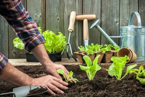 Safe and insured gardening service in Lamorbey