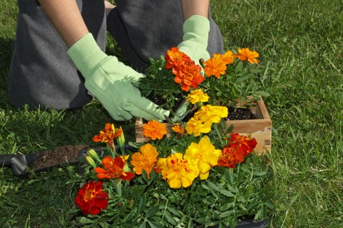Stump grinding and tree maintenance service in Lamorbey