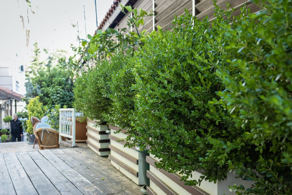 A well-maintained small garden yard featuring a row of lush, green hedges with dense, glossy leaves along a wooden deck. The garden is bordered by a residential building on the right, with horizontal