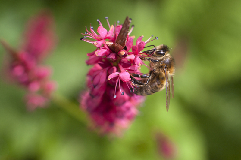 hedge trimming garden