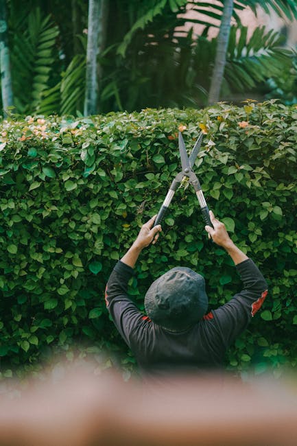 A gardener from Gardeners Lamorbey is engaged in hedge trimming at Lamorbey House. The gardener, wearing a dark long-sleeve shirt and a black hat, is seen from behind, using large-handled hedge shears