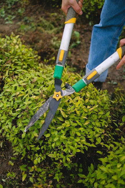 A gardener from Gardeners Lamorbey is engaged in hedge trimming at Lamorbey House. The gardener, wearing a dark long-sleeve shirt and a black hat, is seen from behind, using large-handled hedge shears